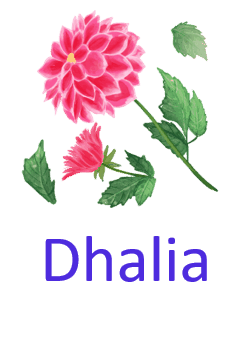 Dhalia 10 Pretty Flower names with Pictures