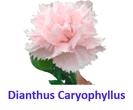 Dianthus Caryophyllus 10 White Flowers Names