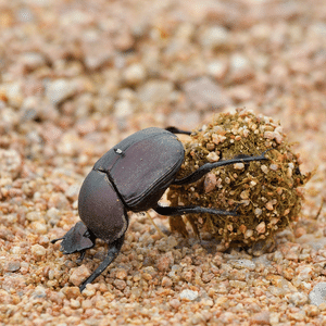 Dung beetle