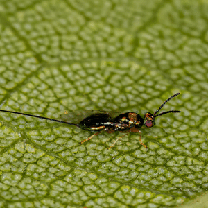 Fig wasp