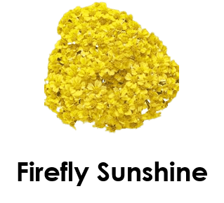 Firefly Sunshine 10 Yellow Flowers names with Pictures