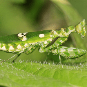 Flower mantis