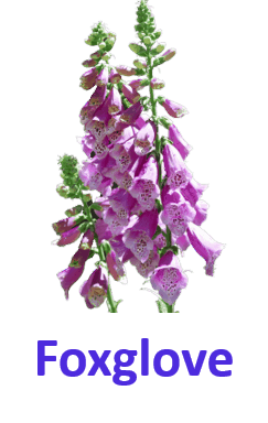 Foxglove 10 Purple Flowers names with Pictures