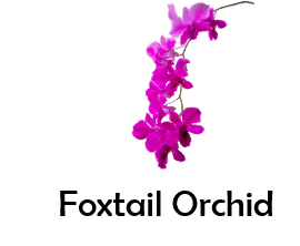 Foxtail Orchid 50 Flowers names with Pictures