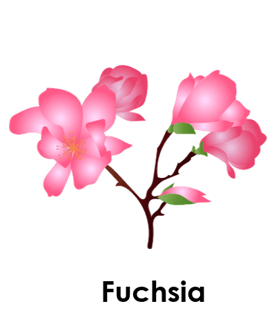 Fuchsia 5 Summer Flower Names with pictures
