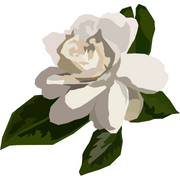 Gardenia