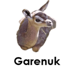 Garenuk wild animals names