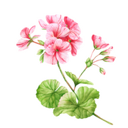 Geranium