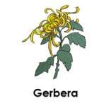 Gerbera 10 flowers names