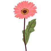 Gerbera