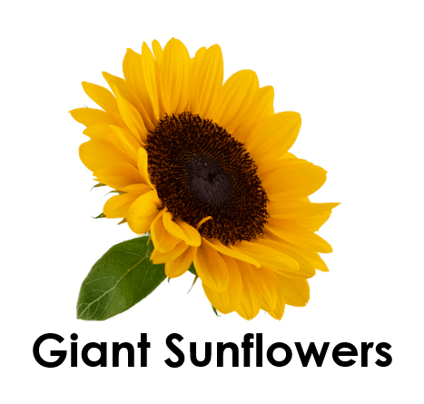 Giant Sunflowers 5 Sunflower Names
