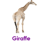 Giraffe wild animals names