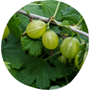 Gooseberries