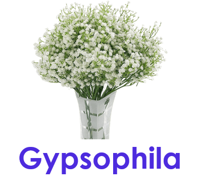 Gypsophila 5 Small Flower Names with pictures