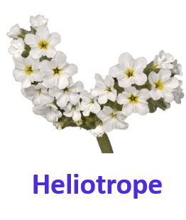 Heliotrope 10 White Flowers Names
