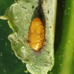 Holly leaf miner