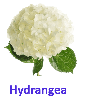 Hydrangea 10 White Flowers Names