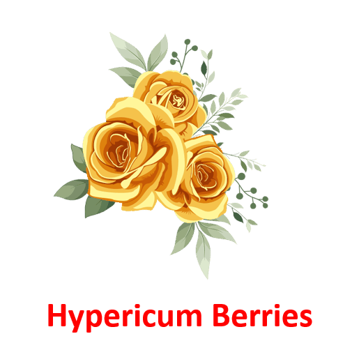 Hypericum Berries 5 Green Flower Names with pictures