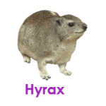 Hyrax wild animals names
