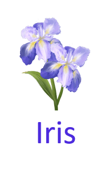 Iris 10 Pretty Flower names with Pictures