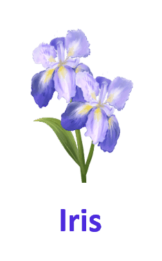 Iris 10 Purple Flowers names with Pictures 1