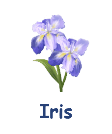 Iris 20 flowers names