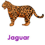 Jaguar wild animals names