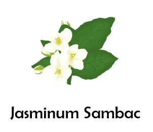 Jasminum Sambac 50 Flowers names with Pictures