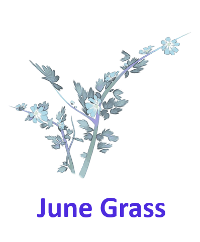 June Grass 5 Wild Flowers Names