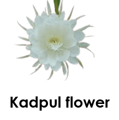 Kadpul flower 5 Uncommon Flower Names