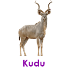 Kudu wild animals names