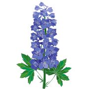 Larkspur