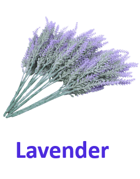 Lavender 10 Purple Flowers names with Pictures