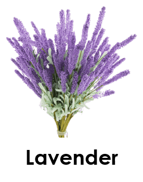 Lavender 5 Summer Flower Names with pictures