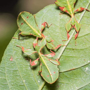 Leaf insects