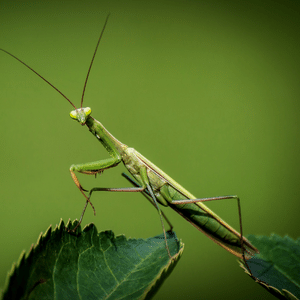 Leaf mantis