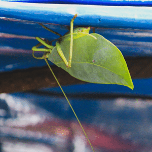 Leaf mimic katydid