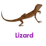 Lizard wild animals names