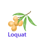 Loquat fruits names with pictures