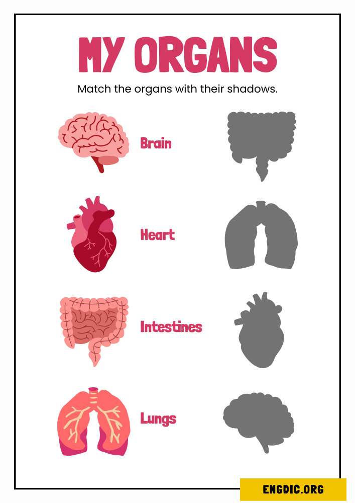 MY ORGANS woksheet