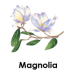 Magnolia 10 flowers names