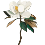 Magnolia