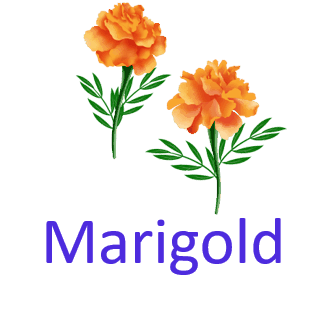 Marigold 10 Pretty Flower names with Pictures