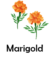 Marigold 50 Flowers names with Pictures