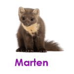 Marten wild animals names
