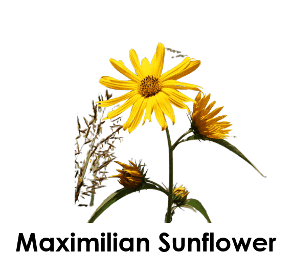 Maximilian Sunflower 5 Sunflower Names