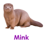 Mink wild animals names