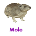 Mole wild animals names