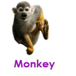 Monkey wild animals names