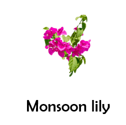 Monsoon lily 50 Flowers names with Pictures